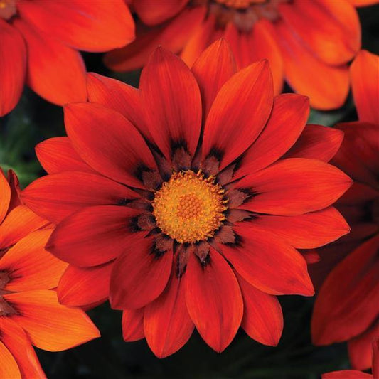 1,000 Gazania Seeds New Day® Red Shades Flower Seeds