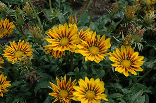 1,000 Gazania Seeds New Day® Red Stripe Flower Seeds
