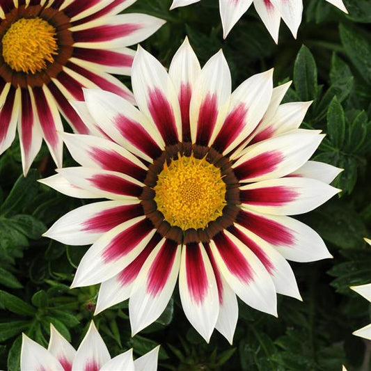 1,000 Gazania Seeds New Day® Rose Stripe Flower Seeds