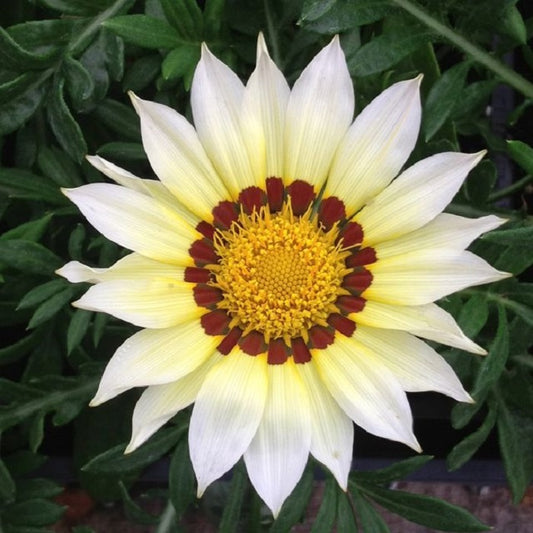 1,000 Gazania Seeds New Day® White Flower Seeds