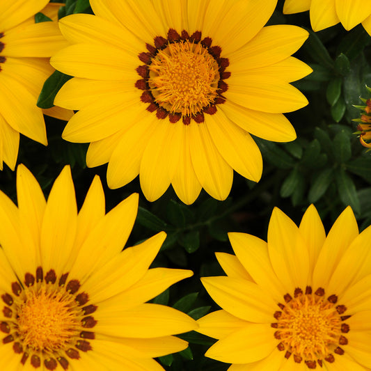 1,000 Gazania Seeds New Day® Yellow Flower Seeds