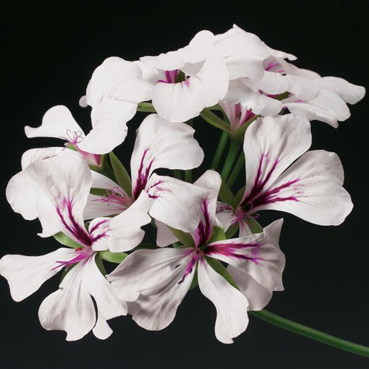 trailing ivy geranium seeds Geranium Seeds Ivy Geranium Tornado Pink – Buy Bulk Seeds