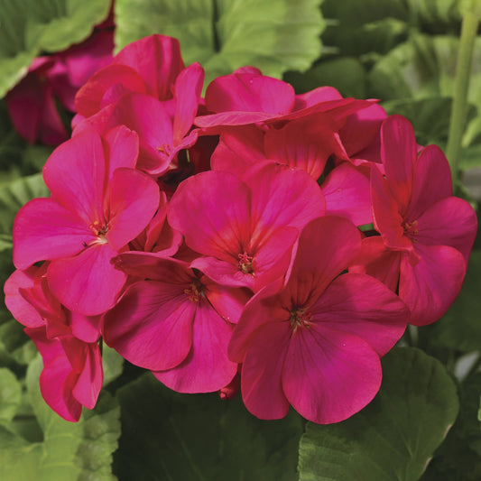 maverick series geranium seeds Maverick Geranium Seeds Geranium Maverick Pink – Buy Bulk Seeds
