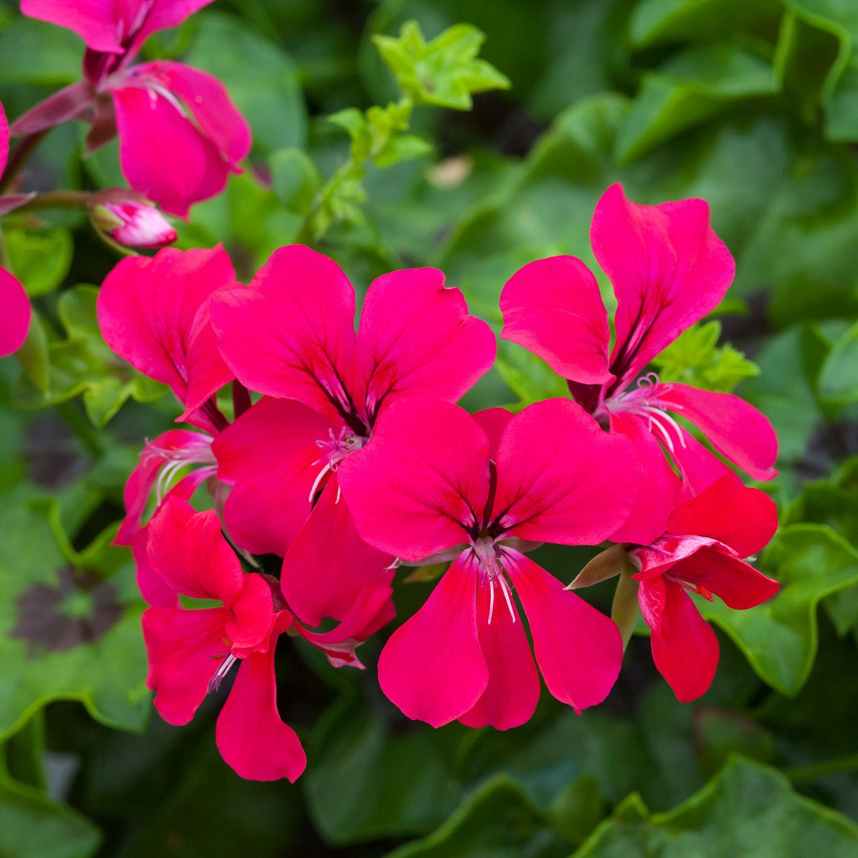 Ivy Geranium Seeds Geranium Reach Out Hot Pink
