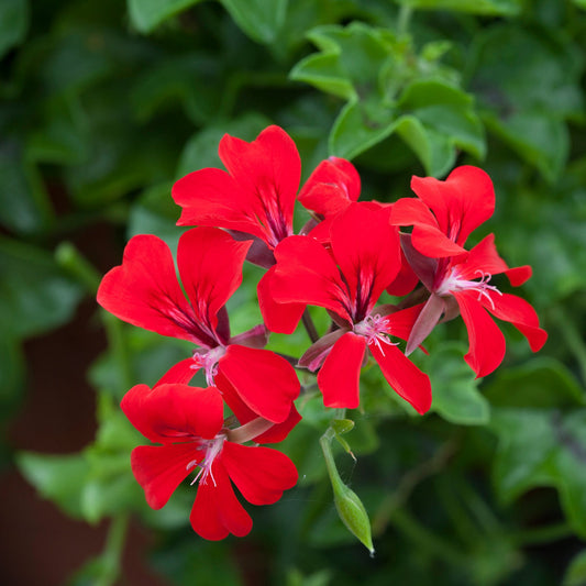 Ivy Geranium Seeds Geranium Reach Out Red