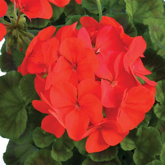 Geranium Seeds Geranium Ringo 2000 Deep Red