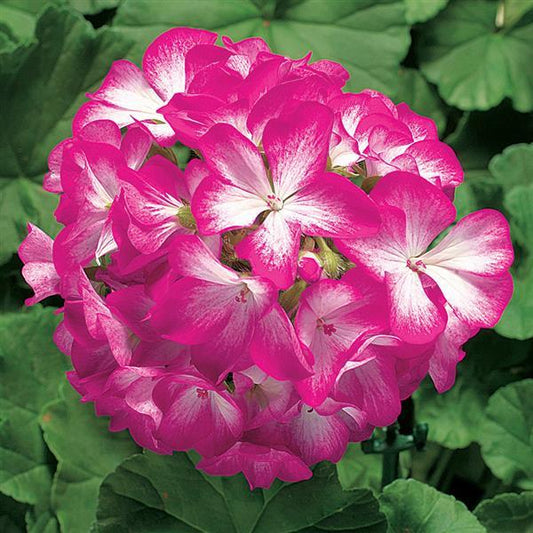 Geranium Seeds Geranium Ringo 2000 Rose Star