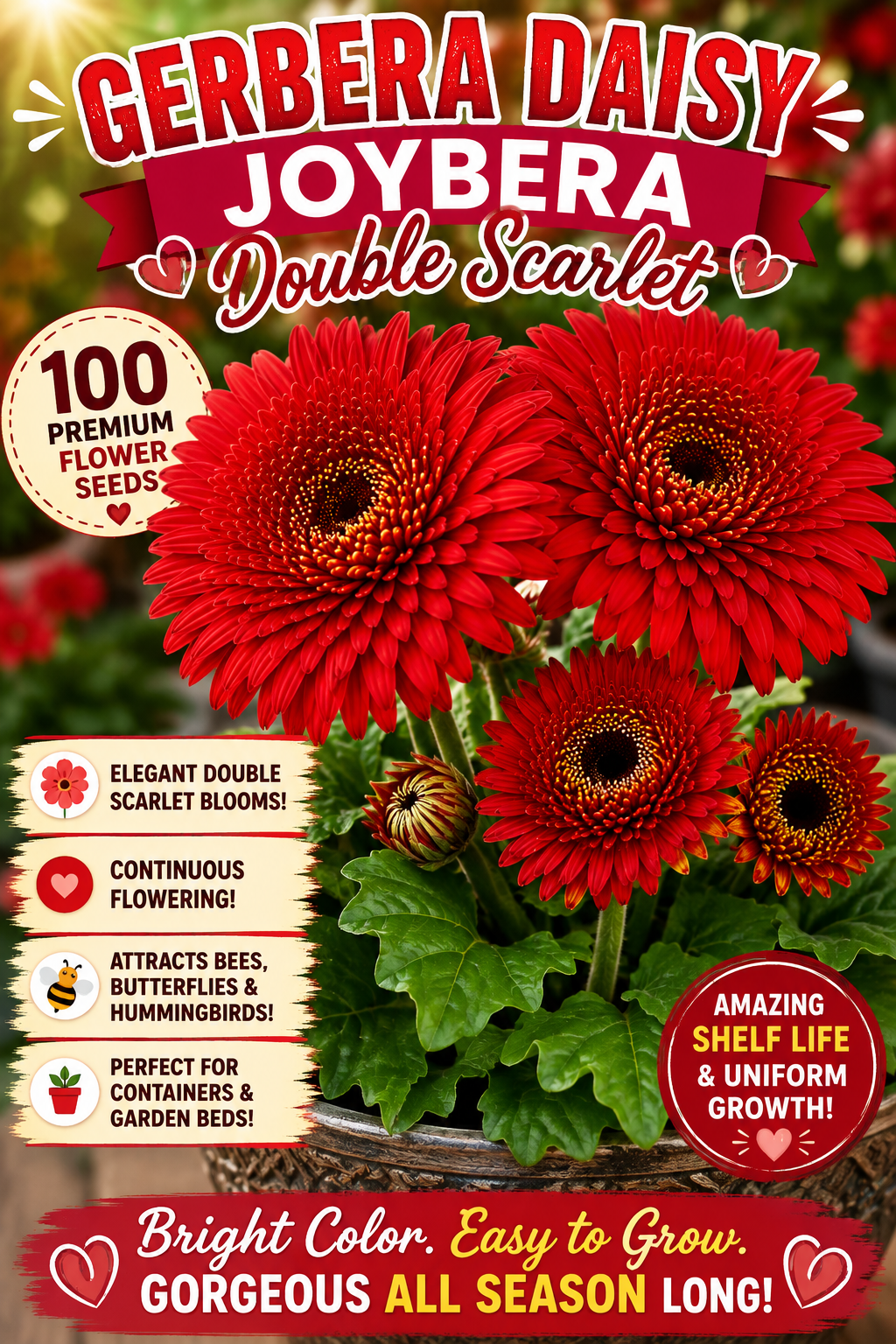 Gerbera Daisy Joybera Double Scarlet Flower Seeds – 100 Premium Flower Seeds