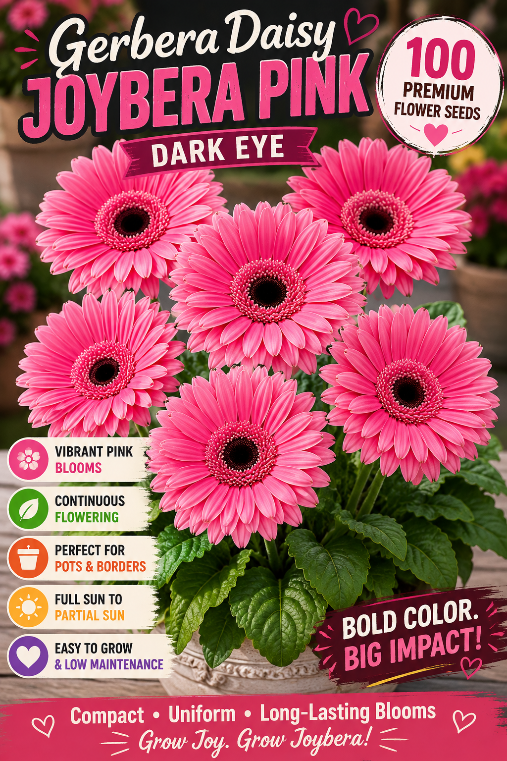 Gerbera Daisy Joybera Pink Dark Eye Flower Seeds – 100 Premium Flower Seeds