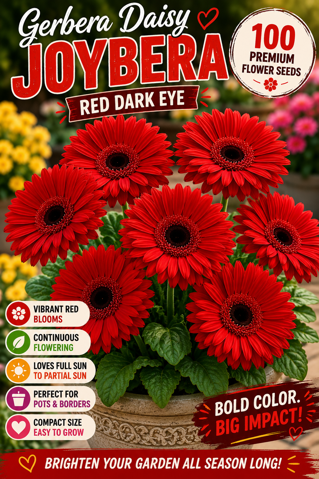 Gerbera Daisy Joybera Red Dark Eye Flower Seeds – 100 Premium Flower Seeds