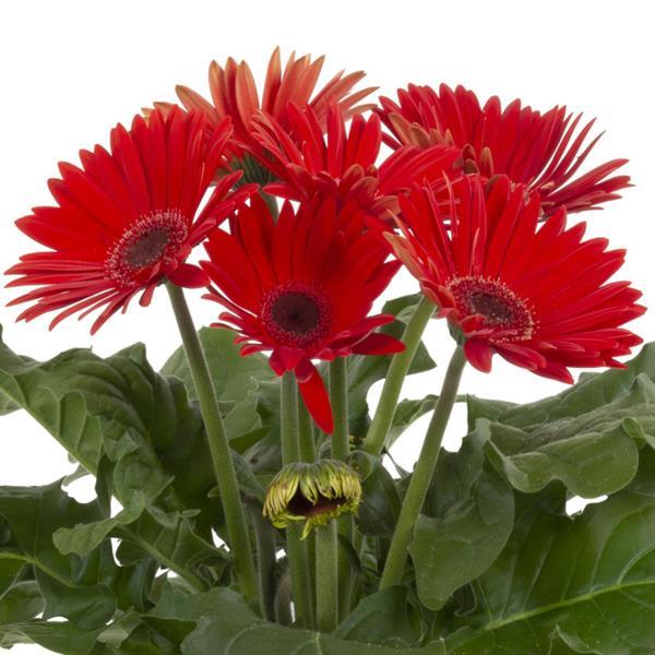 Gerbera Daisy Joybera Red Dark Eye Flower Seeds – 100 Premium Flower Seeds