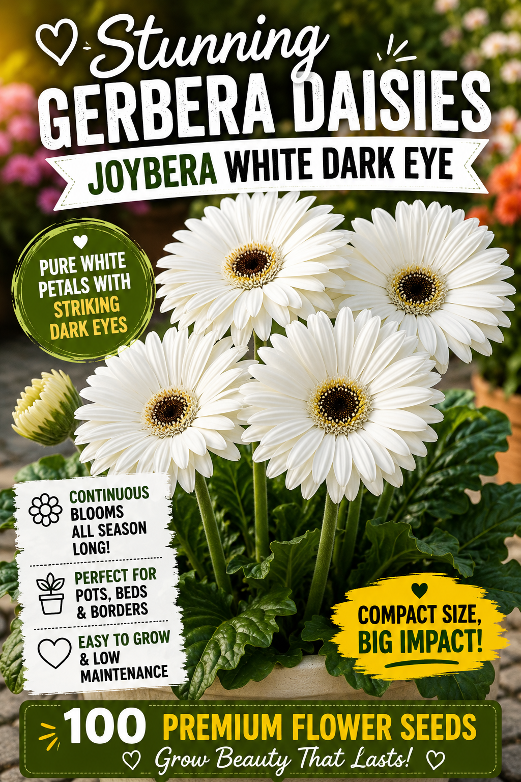 Gerbera Daisy Joybera White Dark Eye Flower Seeds – 100 Premium Flower Seeds
