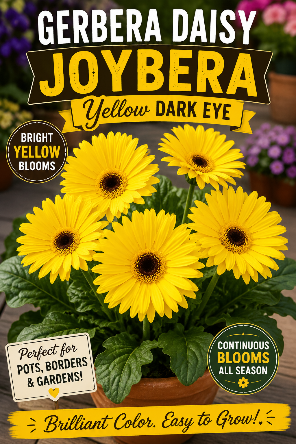 Gerbera Daisy Joybera Yellow Dark Eye Flower Seeds – 100 Premium Flower Seeds