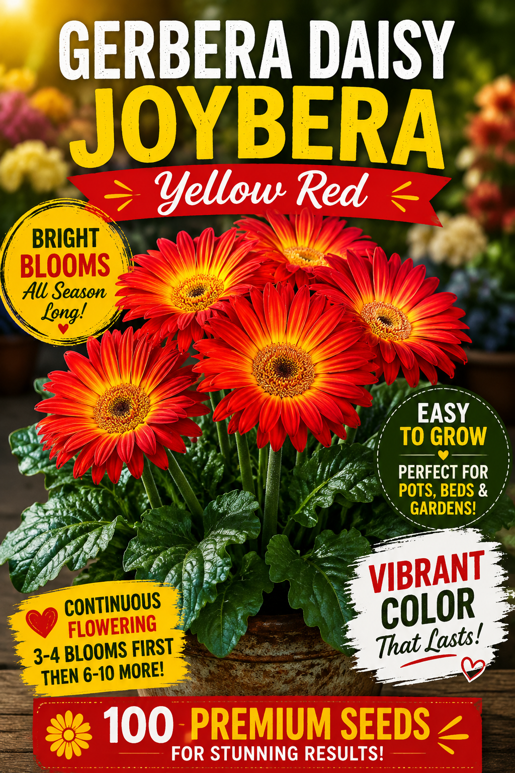 Gerbera Daisy Joybera Yellow Red Flower Seeds – 100 Premium Flower Seeds