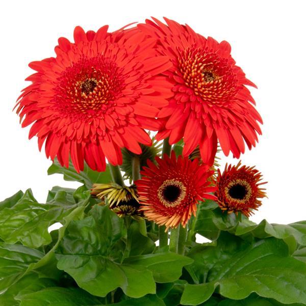 Gerbera Daisy Joybera Double Scarlet Flower Seeds – 100 Premium Flower Seeds