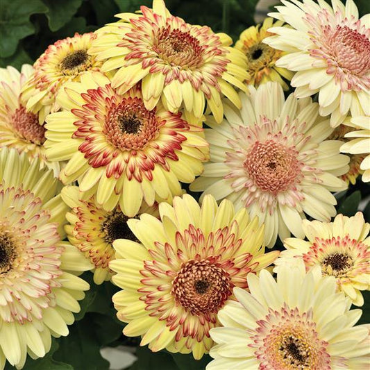 Gerbera Seeds Gerbera Cartwheel Strawberry Twist