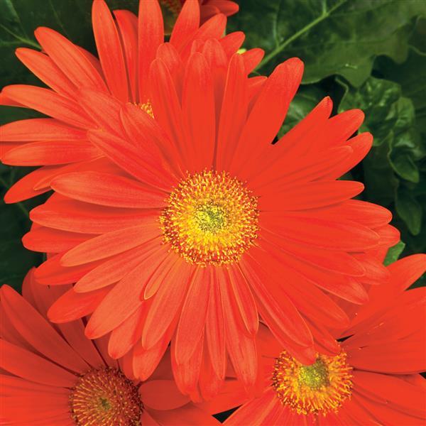 Bulk Gerbera Daisy Seeds Gerbera Jaguar Deep Orange Light Eye