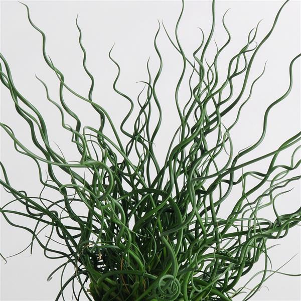 Ornamental Grass Seeds Twister ColorGrass® Carex MPL Seeds