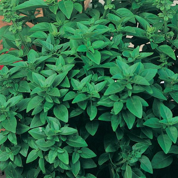 1,000 Basil Seeds Spicy Globe Herb Seeds – Buy Bulk Seeds