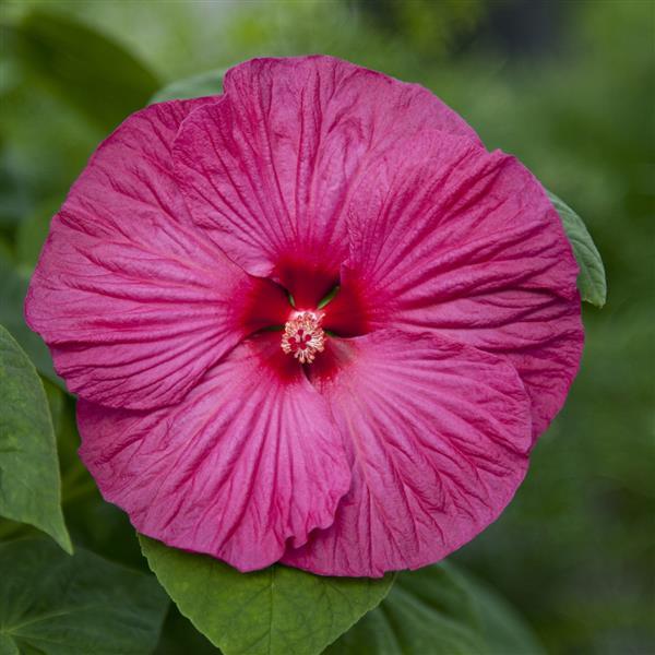 Hibiscus Seeds Hibiscus Honeymoon Rose