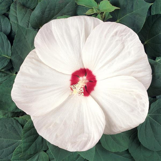 Hibiscus Seeds Hibiscus Luna™ White