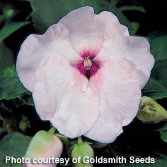 Impatiens Seeds Accent Bright Eye 1,000 Bulk Flower Seeds