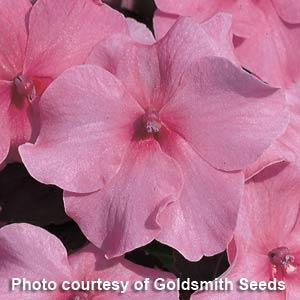 Impatiens Seeds Accent Deep Pink 1,000 Bulk Flower Seeds