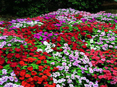 Impatiens Seeds Accent Mix 1,000 Bulk Flower Seeds
