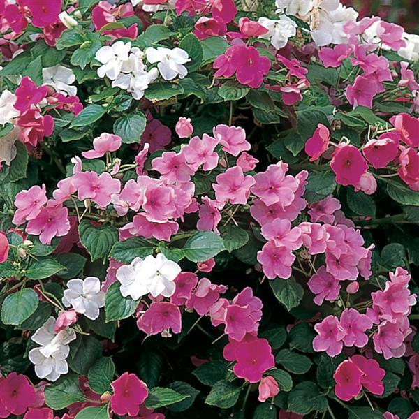 Impatiens Seeds Accent Pastel Mix 1,000 Bulk Flower Seeds