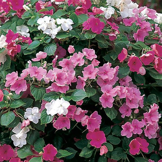 Impatiens Seeds Accent Pastel Mix 1,000 Bulk Flower Seeds