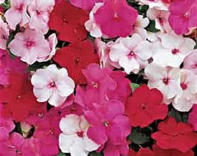 Impatiens Seeds Accent Peppermint Mix 1,000 Bulk Flower Seeds