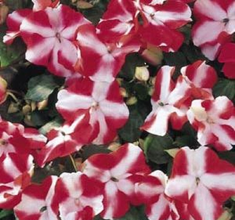 Impatiens Seeds Accent Red Star 1,000 Bulk Flower Seeds