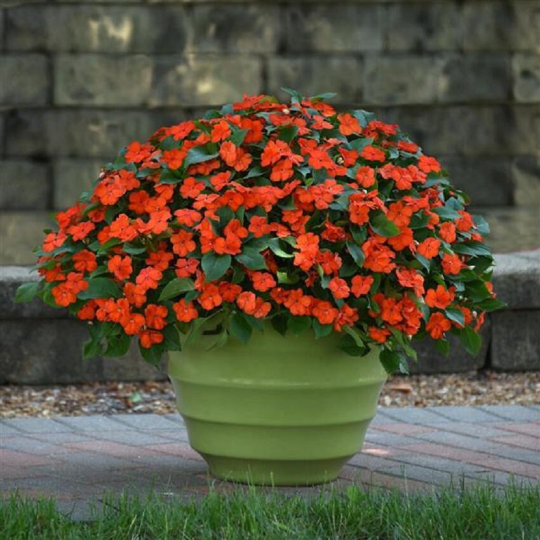 Impatiens Seeds Beacon® Orange 1,000 Bulk Flower Seeds