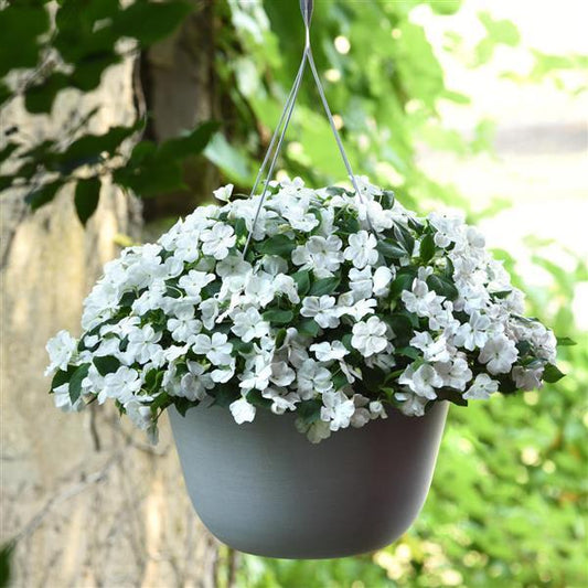 Impatiens Seeds Beacon® White 1,000 Bulk Flower Seeds