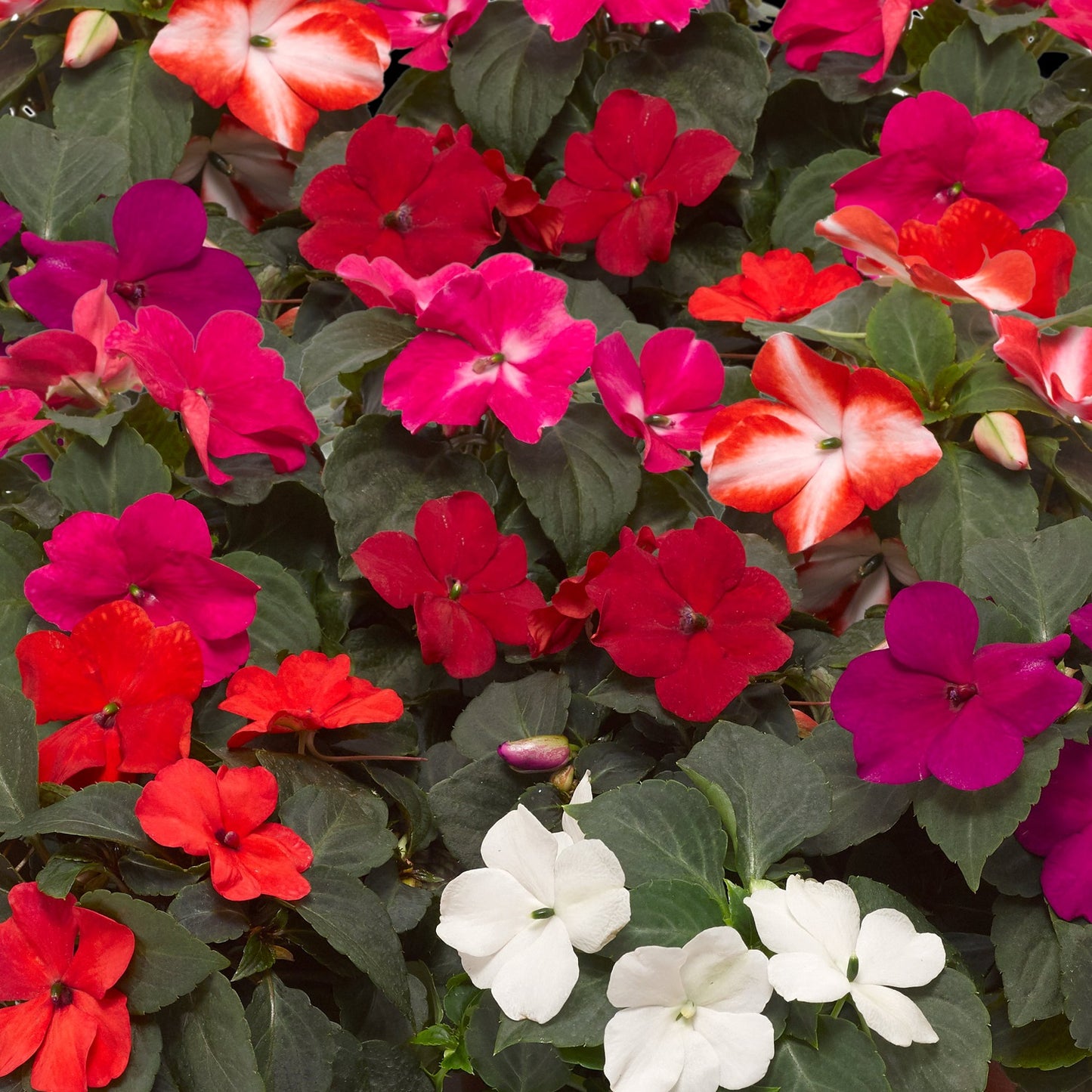 Impatiens Imara XDR Hot Mix 1,000 Bulk Flower Seeds