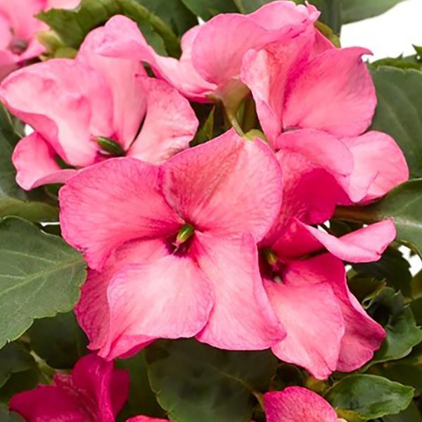 Impatiens Imara XDR Pink 1,000 Bulk Flower Seeds