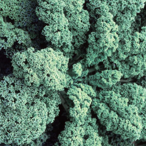 1,000 Kale Seeds Blue Ridge Vegetable Seeds