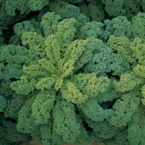 1,000 Kale Seeds Darkibor Vegetable Seeds
