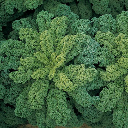 1,000 Kale Seeds Darkibor Vegetable Seeds