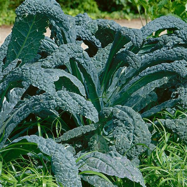 1,000 Kale Seeds Dinosaur Vegetable Seeds