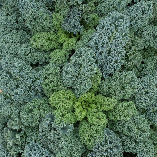 1,000 Kale Seeds Oldenbor Vegetable Seeds