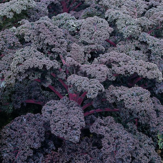 Kale Seeds Redbor Vegetable Seeds