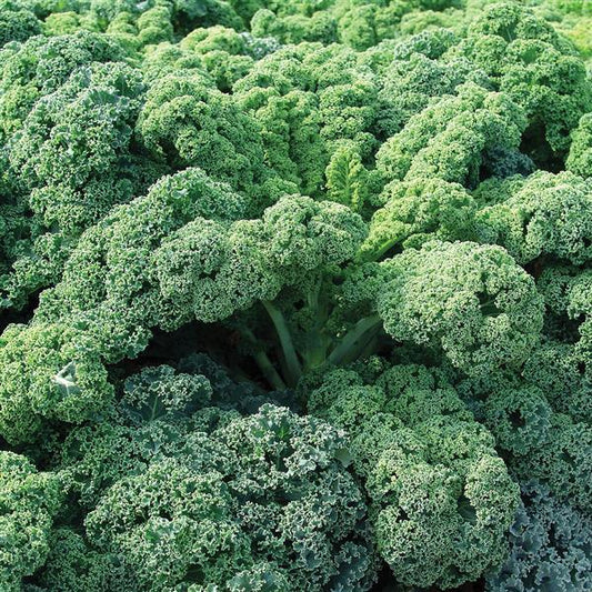 1,000 Kale Seeds Snowbor Vegetable Seeds