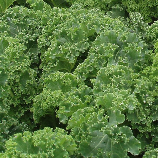 1,000 Kale Seeds Starbor Vegetable Seeds
