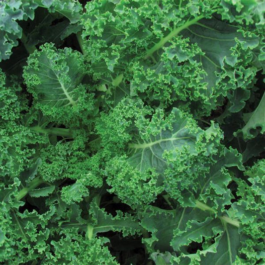 1,000 Kale Seeds Vates Blue Curled Vegetable Seeds