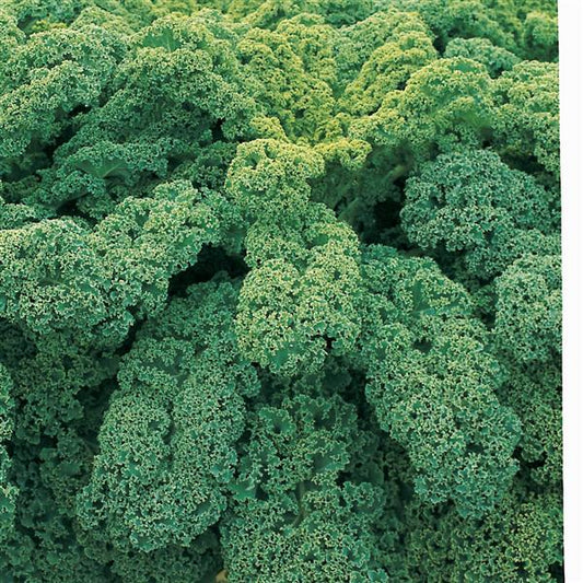 1,000 Kale Seeds Winterbor Vegetable Seeds