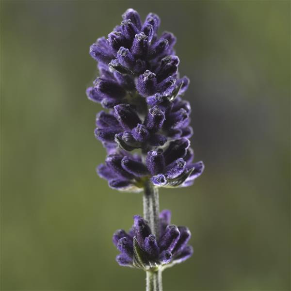 Lavandula Seeds Lavandula Scent Blue English 1,000 Lavender Seeds