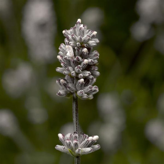 white lavender seeds Lavandula Seeds Lavandula Ellagance Snow English 1,000 Lavender Seeds – Buy Bulk Seeds