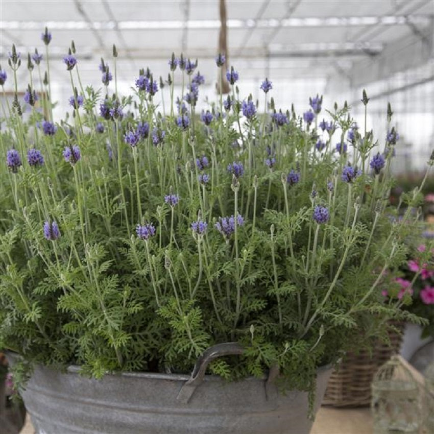 Lavandula Seeds Lavandula Torch Blue Lavender 1,000 Pelleted Seeds