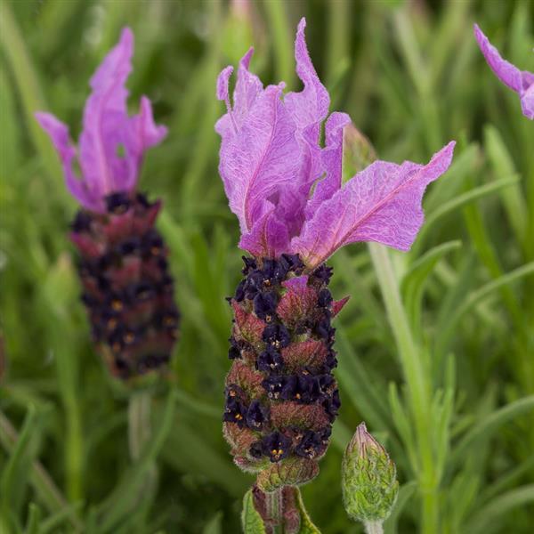 Spanish Lavender Seeds Lavandula Violeta Purple XL